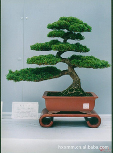 花卉盆景五松