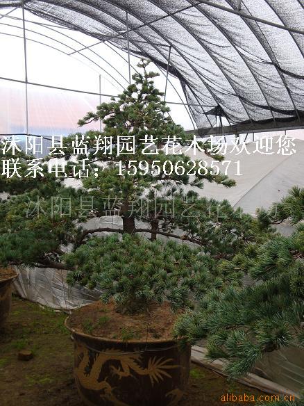 ֱ辰޺辰辰춹ɼ辰