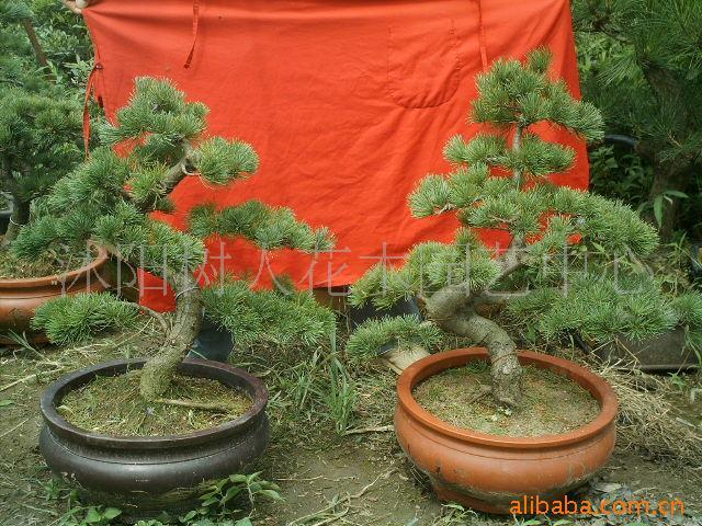 辰Դڣ֮