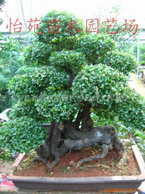 ȸ÷辰辰ľ辰辰辰