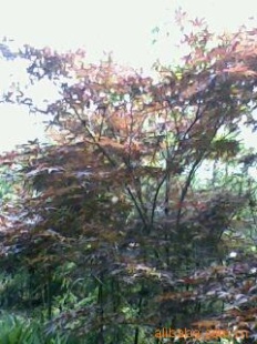 ޽Ӻ3cm׾80Ԫ