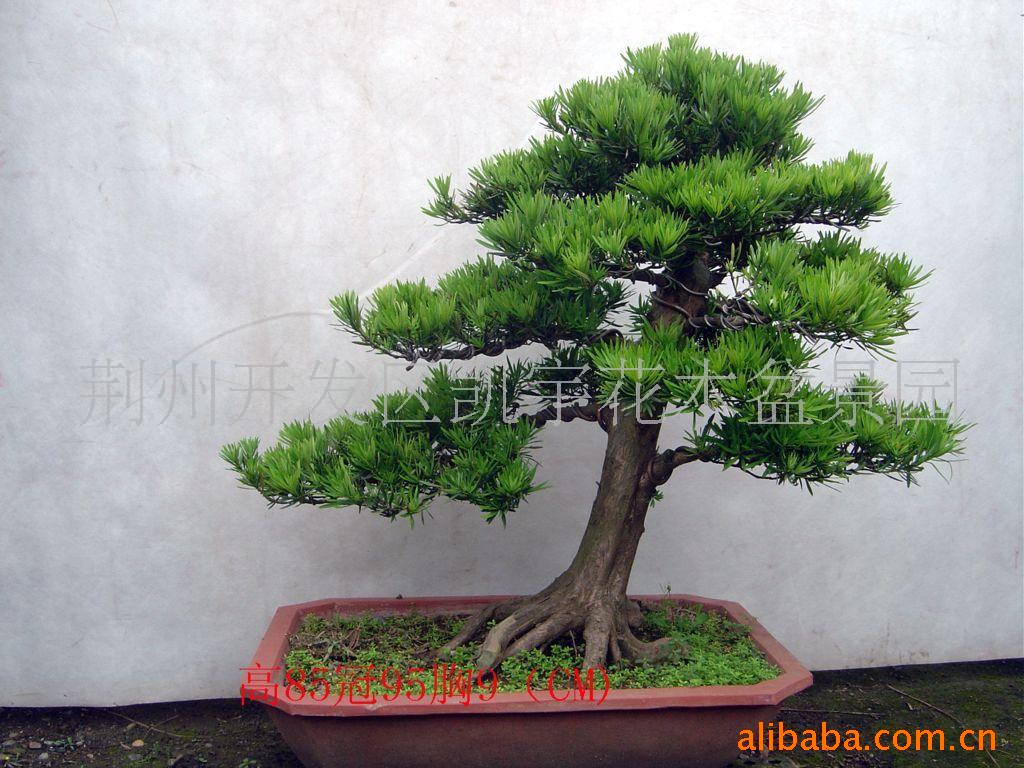 盆景树木盆景造型罗汉松-产品大全-1024商务网