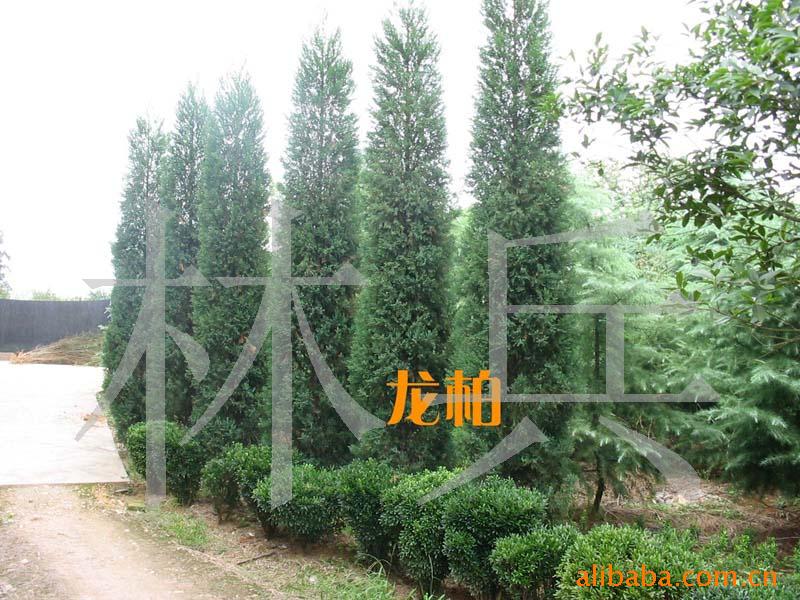 1.5-4׸