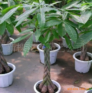 厂家直供发财树盆景