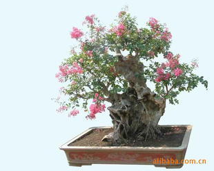 ޱ硢ޱ׮辰޽ޱ