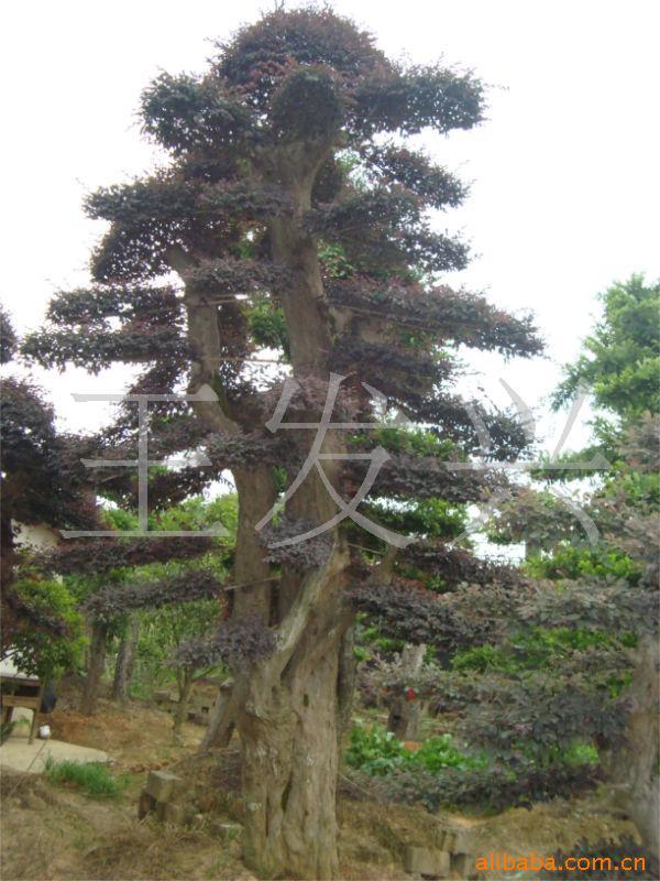 湖南绿化苗木红继木盆景造型漂亮规格