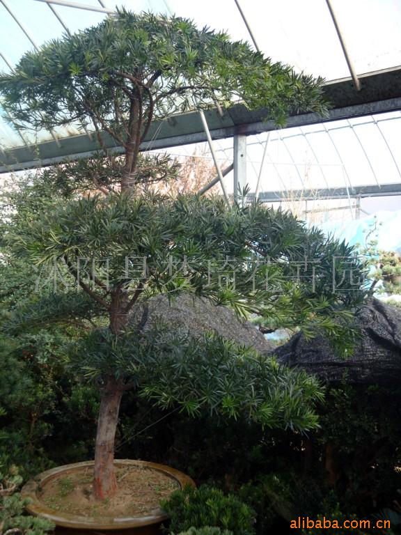 罗汉松盆景,锦松盆景,五松盆景(图)