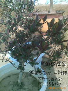 ͽ辰辰辰