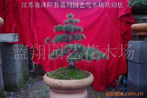 辰޺辰辰辰辰