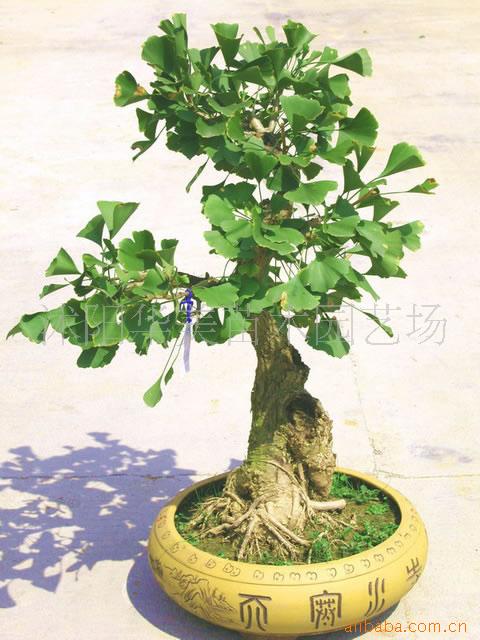 首页 产品大全 礼品,工业品,饰品 盆景 > 花卉盆景银杏造型系列