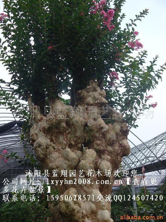 ޱ辰컨ޱ辰ǧޱ辰