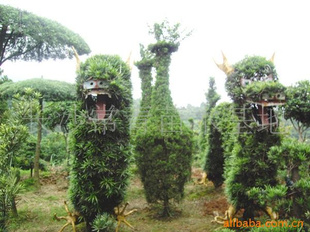 ޺--