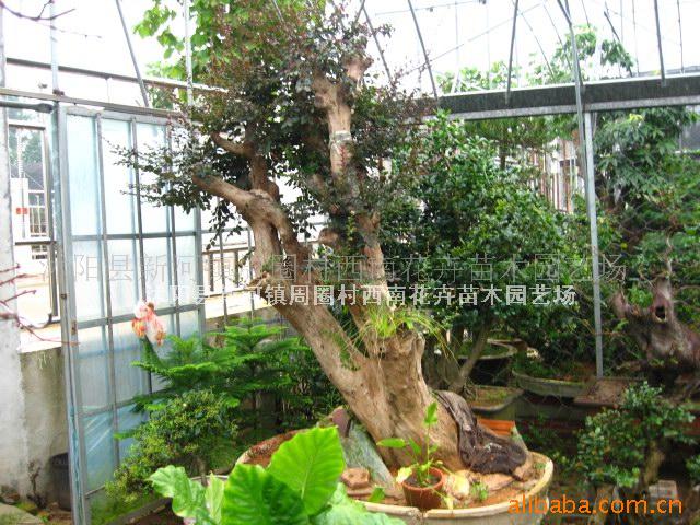【清香树盆景】价格,产品供应,清香树盆景厂家批发列表2-1024商务网