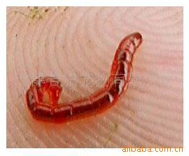 Ѫbloodworm