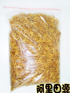 大量批发黄粉虫/宠物饲料/面包虫/虫干/虫粪/虫种/虫卵