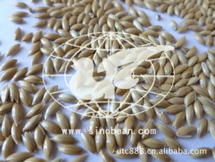 ӣϸʳʳϳϸcanaryseed