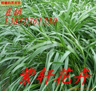 ¼-ϻޣ