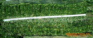 ֱޣ12