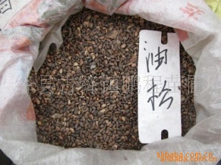 油松种子油松种子出售