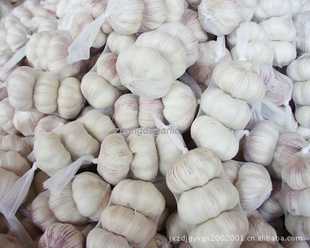 ֱؽ⣨jinxianggarlic)