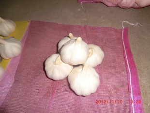 ڼƤ
