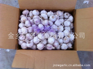 2012金乡10公斤大包装纸箱普白蒜