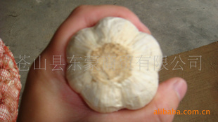 óڲɽⴿ׿2010