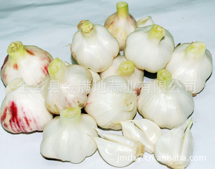 金乡特产大量经销批发金乡特产保鲜白皮蒜