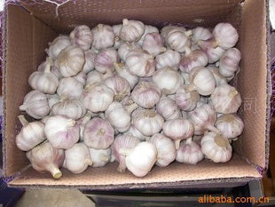 ֱڼֽͨɢװ(freshgarlic)