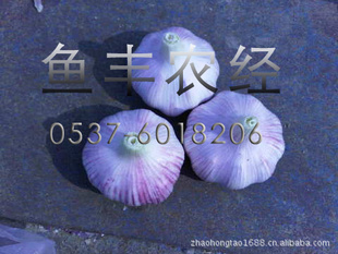 ũֱƤʴ