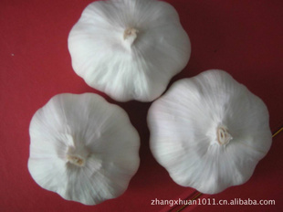 2011金乡大蒜价廉欢迎选购