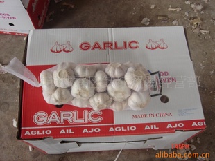 ⡢հ״⡢״⡢,garlic,