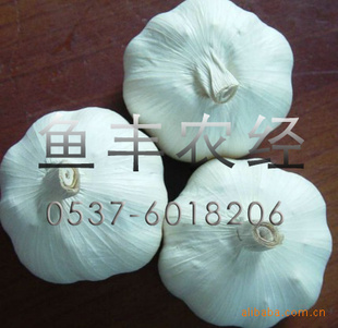 批发代购出口级大蒜