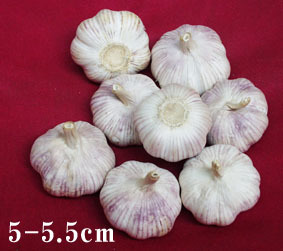 [ؼ۴]հ״6.0cm