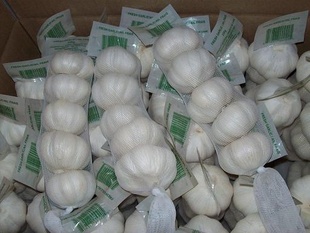 ڴ⣬ױʴ⣬freshgarlic,׳ڴ