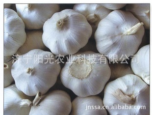 ʴgarlic