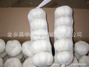 exportgarlicڴ