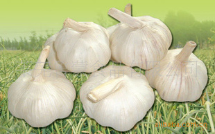ʦô޹
