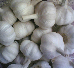 2013ʴгڼĴ