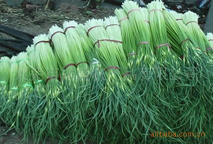 20cmƤ޷