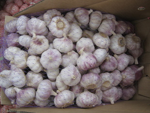 ֱ2012ջƤͰƤ