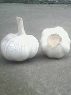 ³Ƥ4.5-6.4cmɼӹ