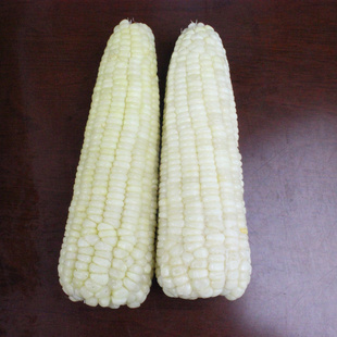 ʳƷ׾ٶŴ