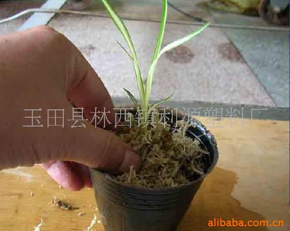 花卉育苗杯(图)