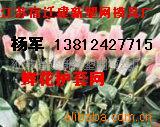 ʻõ廨л׻13812427715