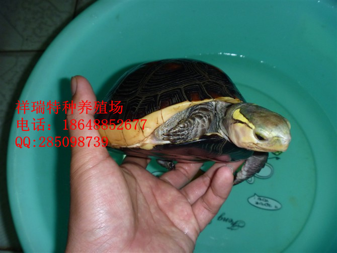 ӦԵտǹ/̨Ե/Ե