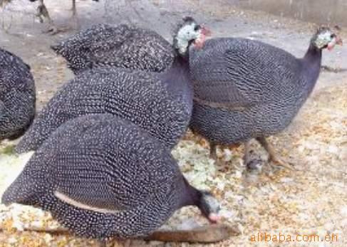 鼦