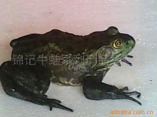 ţϵвƷ