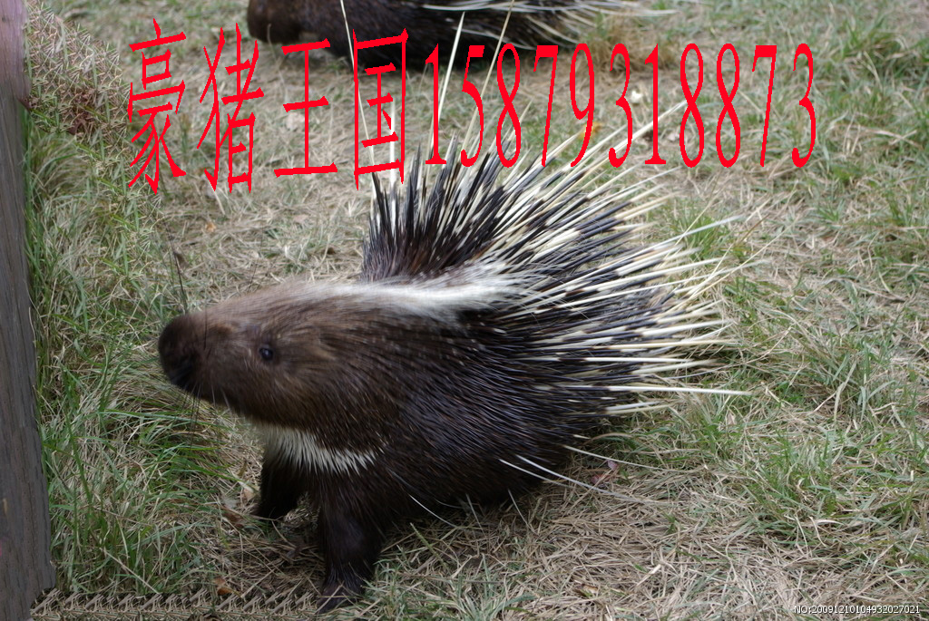 Ӧβл