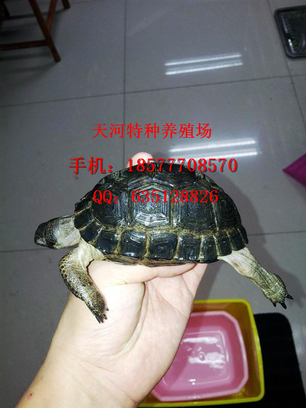Ǵ½,ֹ